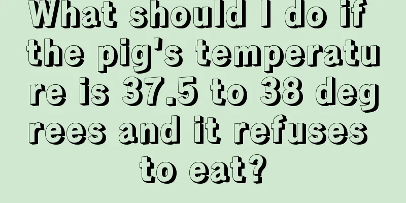 What should I do if the pig's temperature is 37.5 to 38 degrees and it refuses to eat?