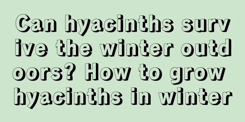 Can hyacinths survive the winter outdoors? How to grow hyacinths in winter