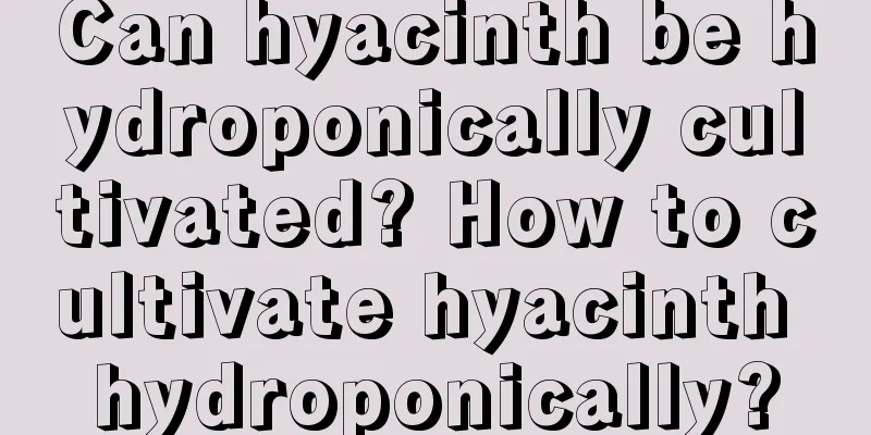 Can hyacinth be hydroponically cultivated? How to cultivate hyacinth hydroponically?