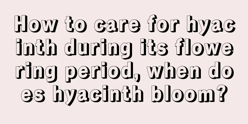 How to care for hyacinth during its flowering period, when does hyacinth bloom?