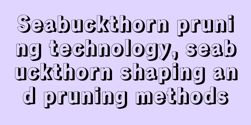 Seabuckthorn pruning technology, seabuckthorn shaping and pruning methods