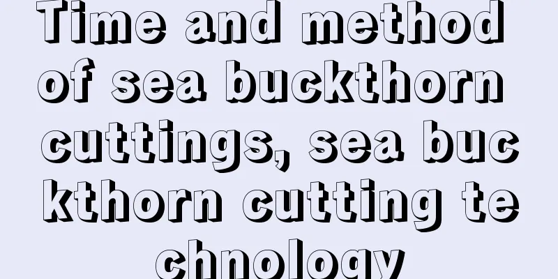 Time and method of sea buckthorn cuttings, sea buckthorn cutting technology