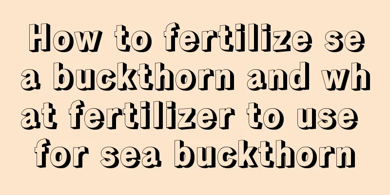 How to fertilize sea buckthorn and what fertilizer to use for sea buckthorn