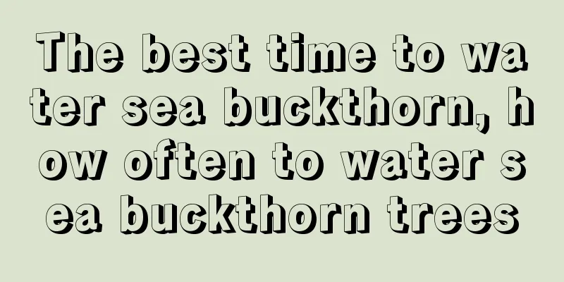 The best time to water sea buckthorn, how often to water sea buckthorn trees