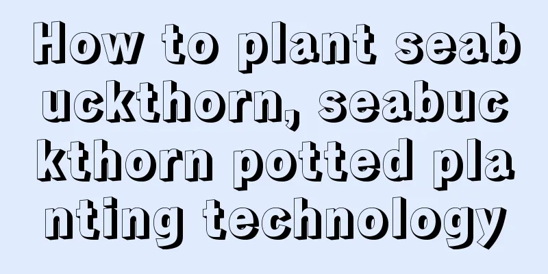 How to plant seabuckthorn, seabuckthorn potted planting technology