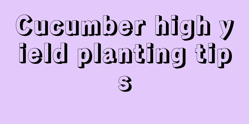 Cucumber high yield planting tips