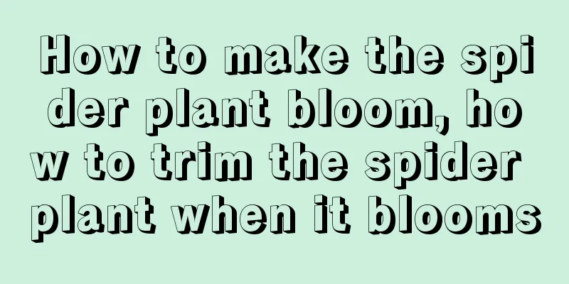 How to make the spider plant bloom, how to trim the spider plant when it blooms