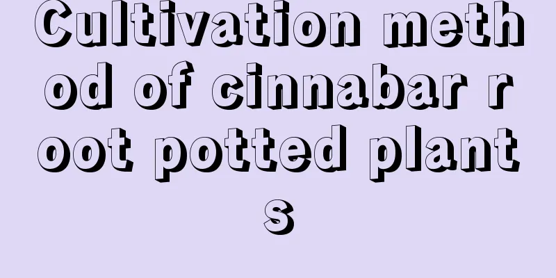 Cultivation method of cinnabar root potted plants