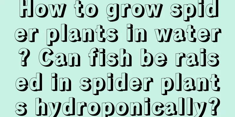 How to grow spider plants in water? Can fish be raised in spider plants hydroponically?