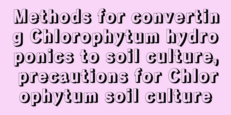 Methods for converting Chlorophytum hydroponics to soil culture, precautions for Chlorophytum soil culture