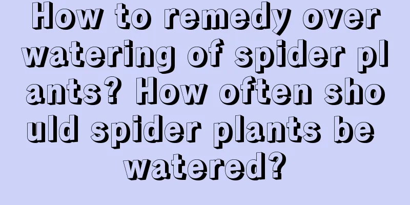 How to remedy overwatering of spider plants? How often should spider plants be watered?