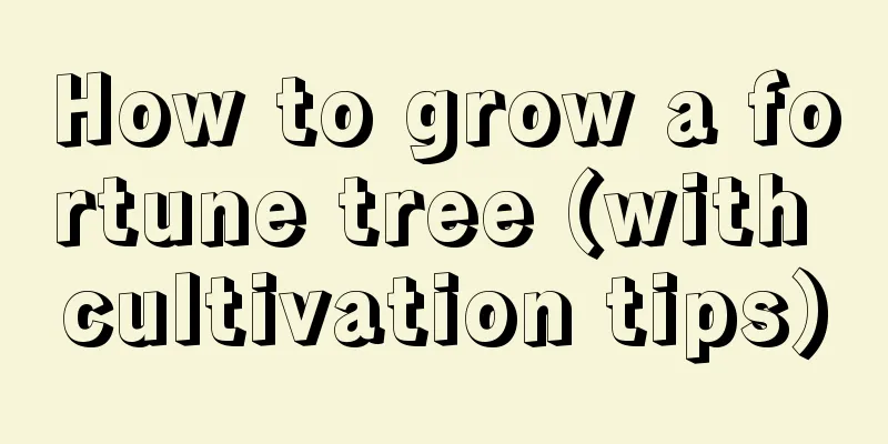 How to grow a fortune tree (with cultivation tips)