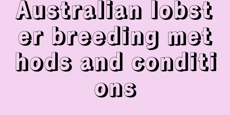 Australian lobster breeding methods and conditions