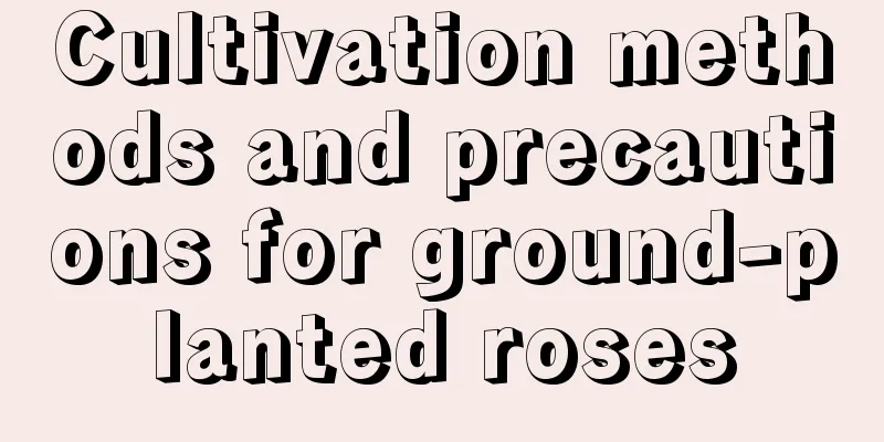 Cultivation methods and precautions for ground-planted roses