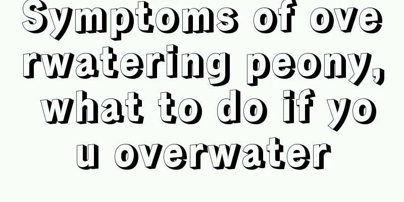 Symptoms of overwatering peony, what to do if you overwater