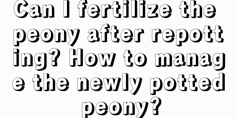 Can I fertilize the peony after repotting? How to manage the newly potted peony?