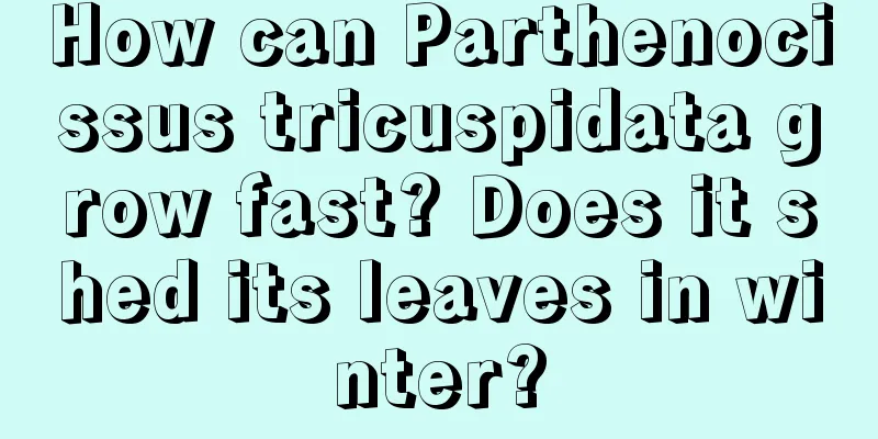 How can Parthenocissus tricuspidata grow fast? Does it shed its leaves in winter?