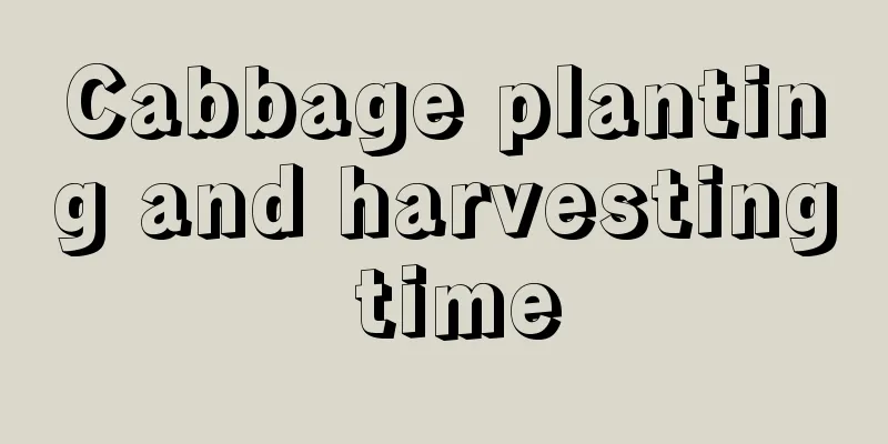 Cabbage planting and harvesting time