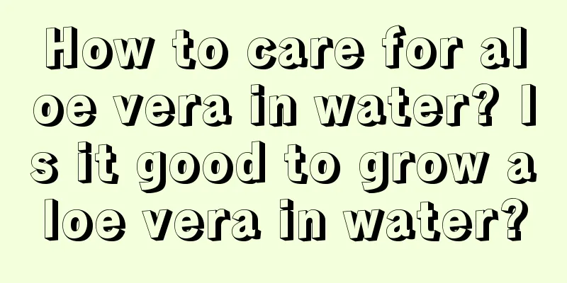 How to care for aloe vera in water? Is it good to grow aloe vera in water?