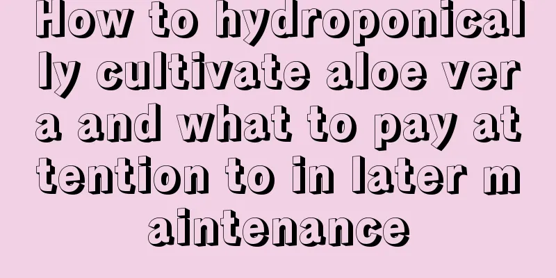 How to hydroponically cultivate aloe vera and what to pay attention to in later maintenance