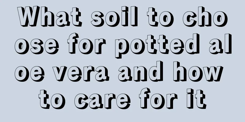 What soil to choose for potted aloe vera and how to care for it