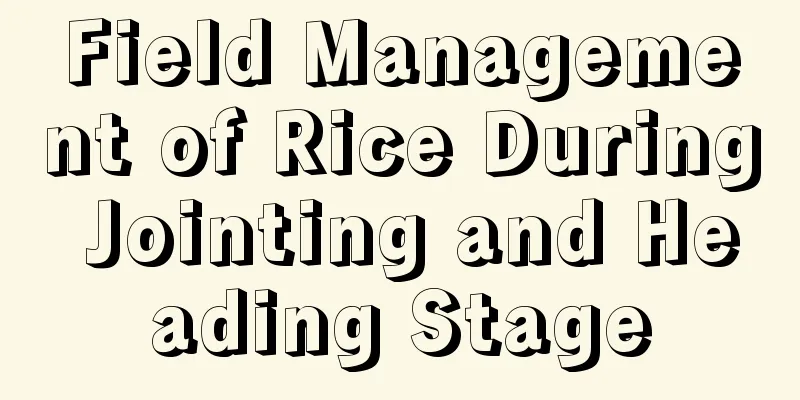 Field Management of Rice During Jointing and Heading Stage