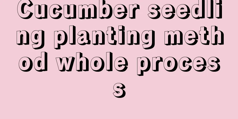 Cucumber seedling planting method whole process