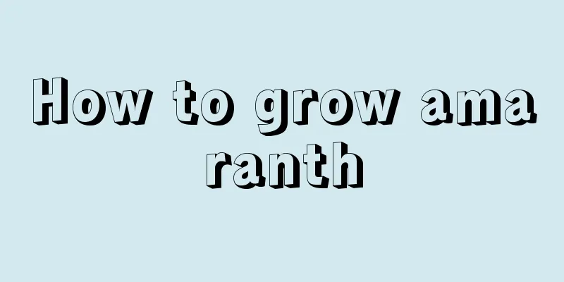 How to grow amaranth