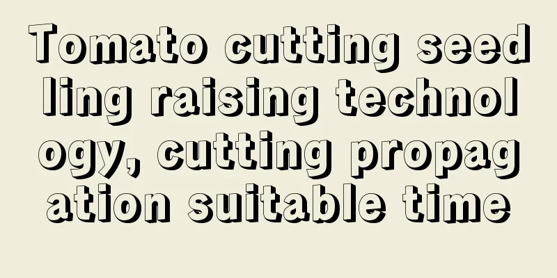 Tomato cutting seedling raising technology, cutting propagation suitable time