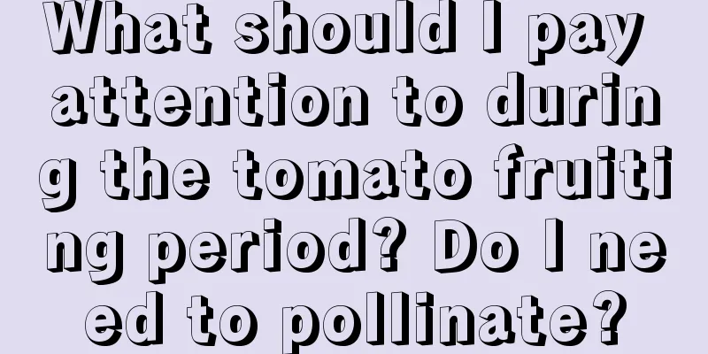 What should I pay attention to during the tomato fruiting period? Do I need to pollinate?