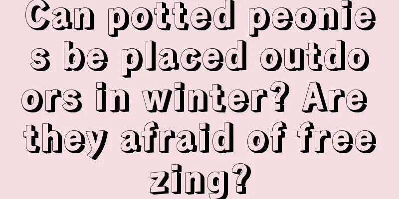 Can potted peonies be placed outdoors in winter? Are they afraid of freezing?