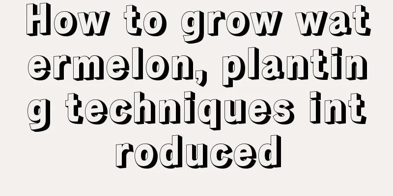 How to grow watermelon, planting techniques introduced