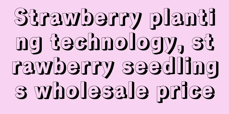 Strawberry planting technology, strawberry seedlings wholesale price