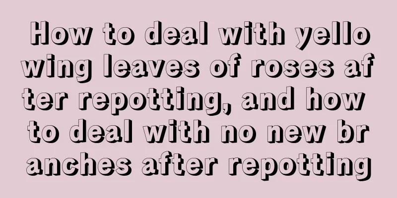 How to deal with yellowing leaves of roses after repotting, and how to deal with no new branches after repotting