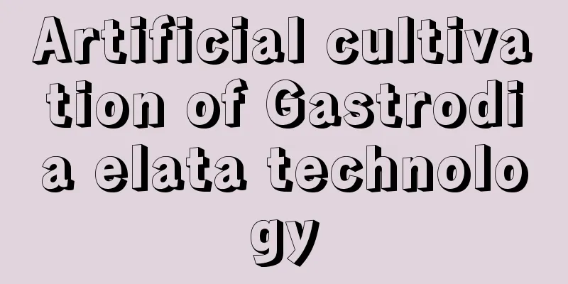 Artificial cultivation of Gastrodia elata technology