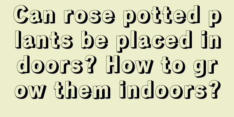 Can rose potted plants be placed indoors? How to grow them indoors?