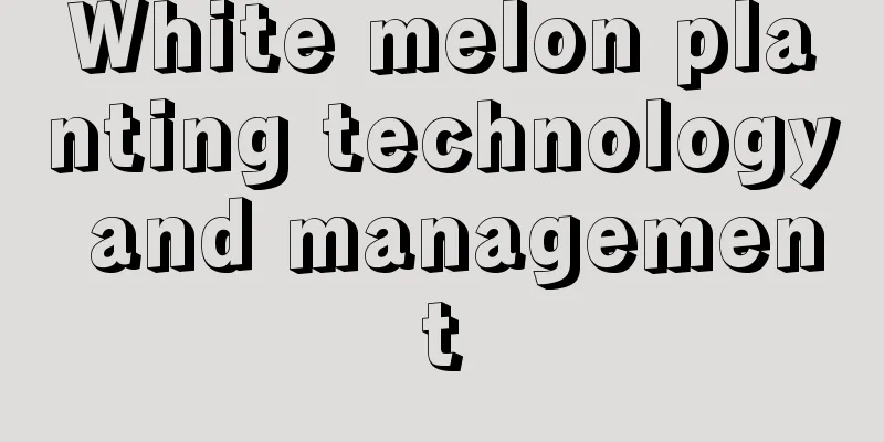 White melon planting technology and management