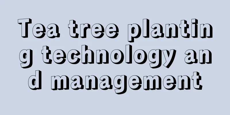 Tea tree planting technology and management