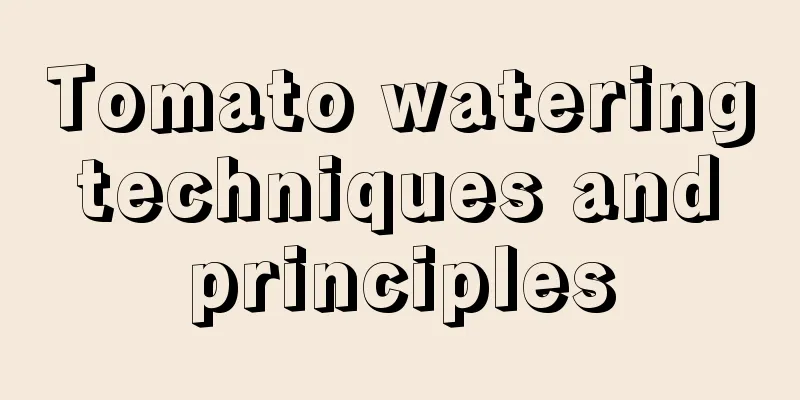 Tomato watering techniques and principles