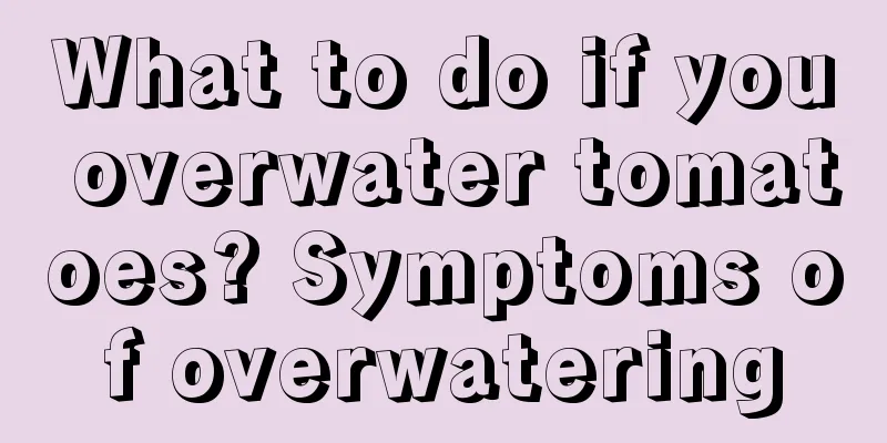 What to do if you overwater tomatoes? Symptoms of overwatering