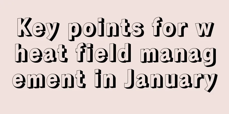 Key points for wheat field management in January