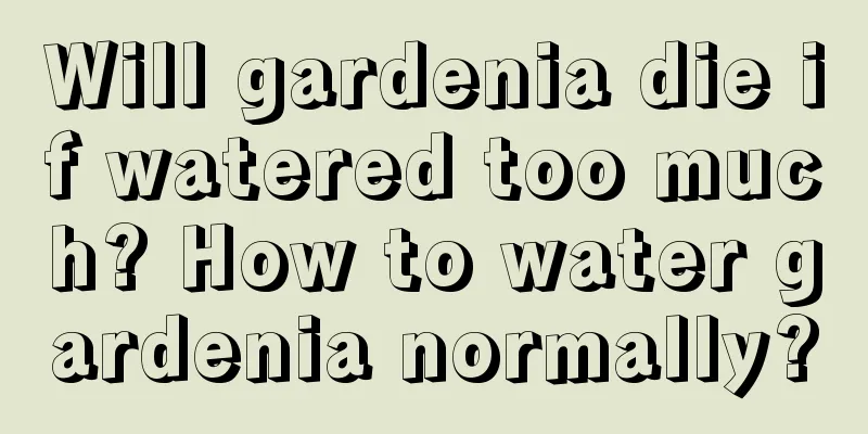 Will gardenia die if watered too much? How to water gardenia normally?