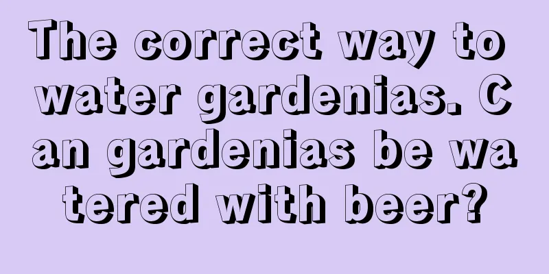 The correct way to water gardenias. Can gardenias be watered with beer?