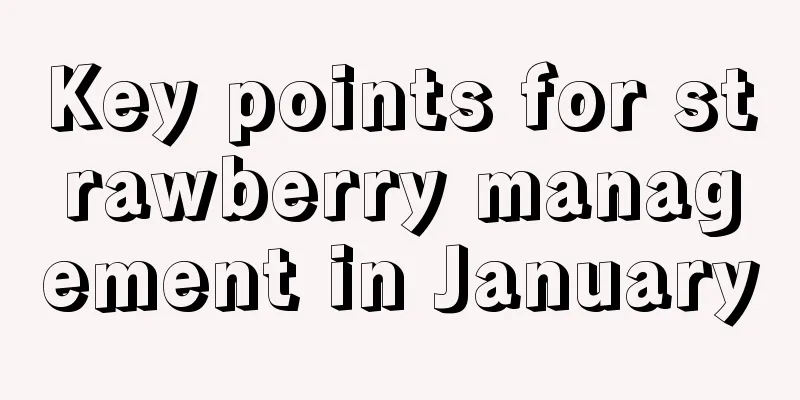 Key points for strawberry management in January