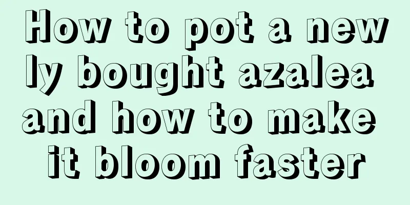 How to pot a newly bought azalea and how to make it bloom faster