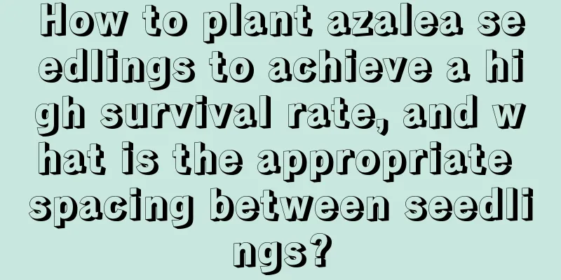 How to plant azalea seedlings to achieve a high survival rate, and what is the appropriate spacing between seedlings?