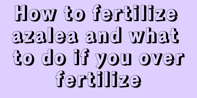 How to fertilize azalea and what to do if you overfertilize