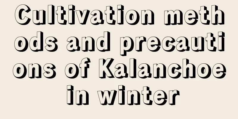 Cultivation methods and precautions of Kalanchoe in winter