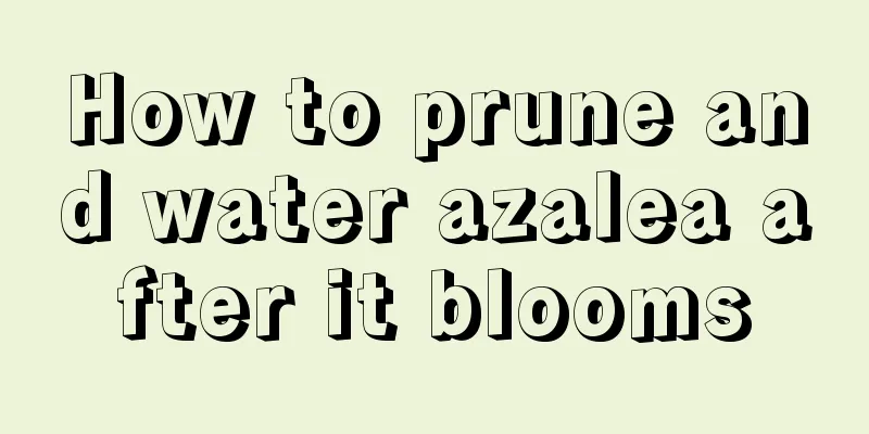 How to prune and water azalea after it blooms