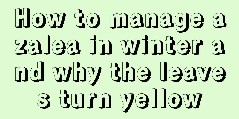 How to manage azalea in winter and why the leaves turn yellow